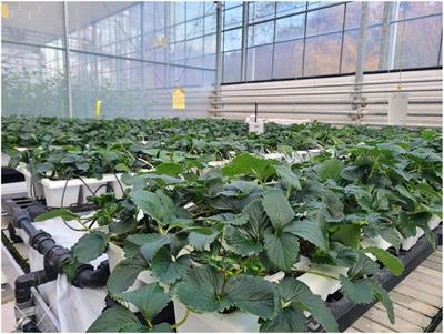 A Hyperspectral Data 3D Convolutional Neural Network Classification Model for Diagnosis of Gray Mold Disease in Strawberry Leaves